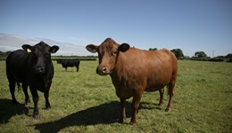 Norfolk:  Minimising carcase losses for Better Returns